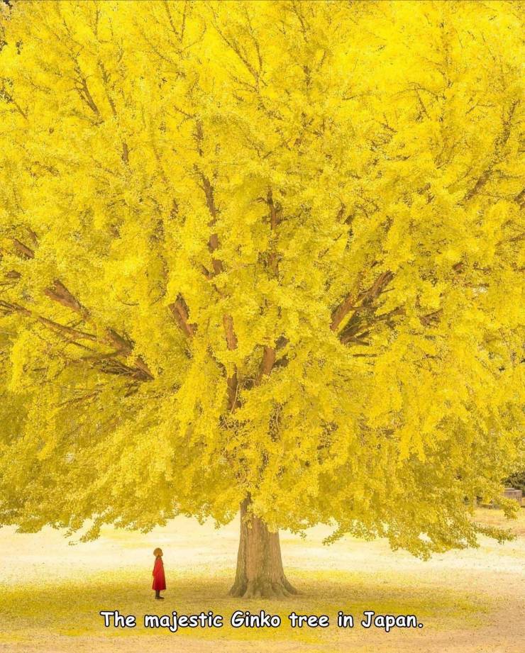funny photos - ginkgo tree of old hinokami elementary school - The majestic Ginko tree in Japan.