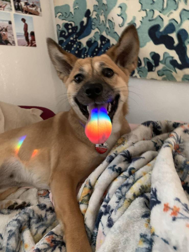 funny photos - dog with rainbow tongue