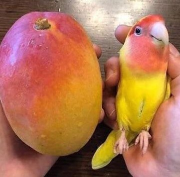 funny photos - mango bird