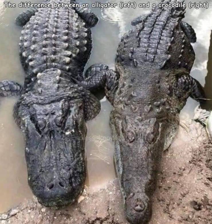 crocodile and alligator side by side - The difference between an alligator left and a crocodile right Endless kno Medicos