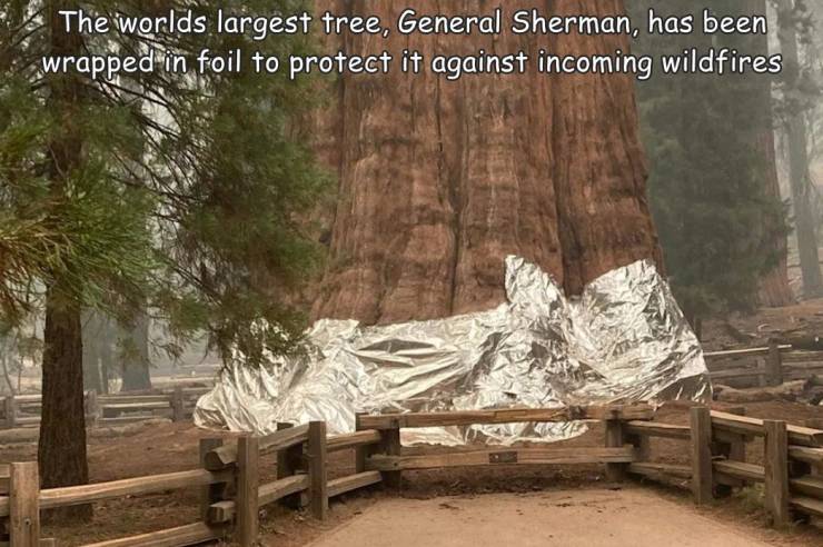 funny pics - general sherman tree - The worlds largest tree, General Sherman, has been wrapped in foil to protect it against incoming wildfires
