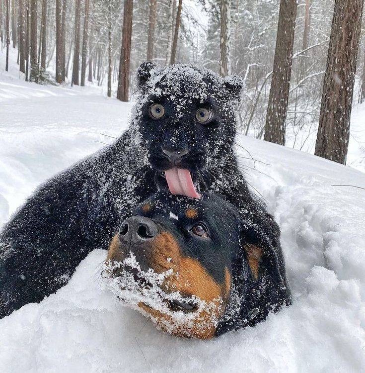 funny pics - rottweiler and panther