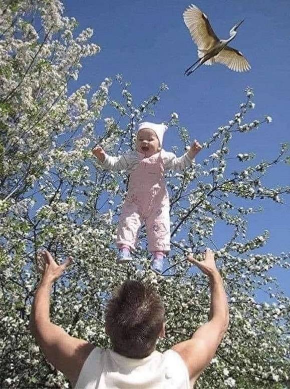 funny pics - rare photo of stork delivering baby