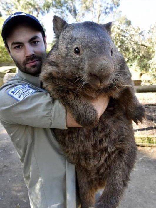 funny pics - fun randoms - big wombat - Salle Wildl