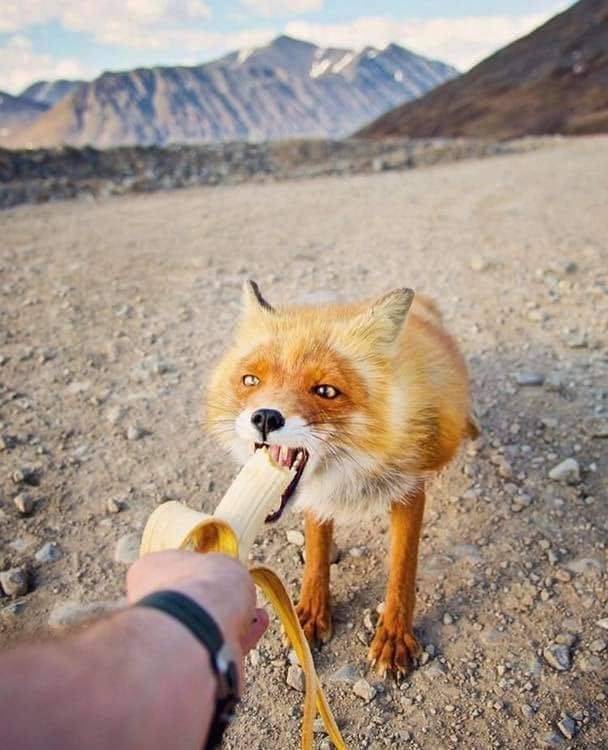 funny pics - fun randoms - red fox