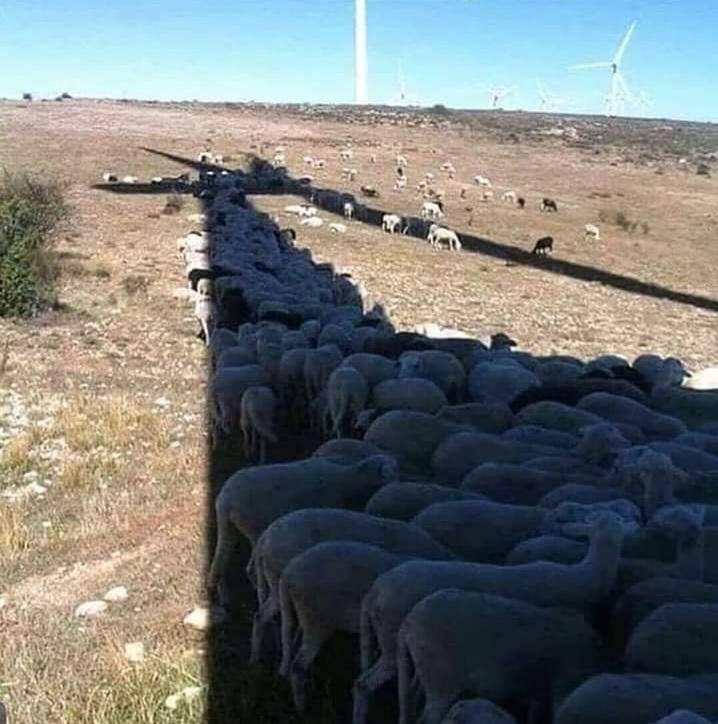 funny pics - fun randoms - sheep in shadow of wind turbine