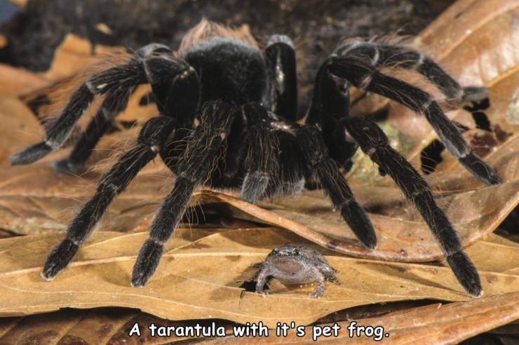 spider with frog - A tarantula with it's pet frog.