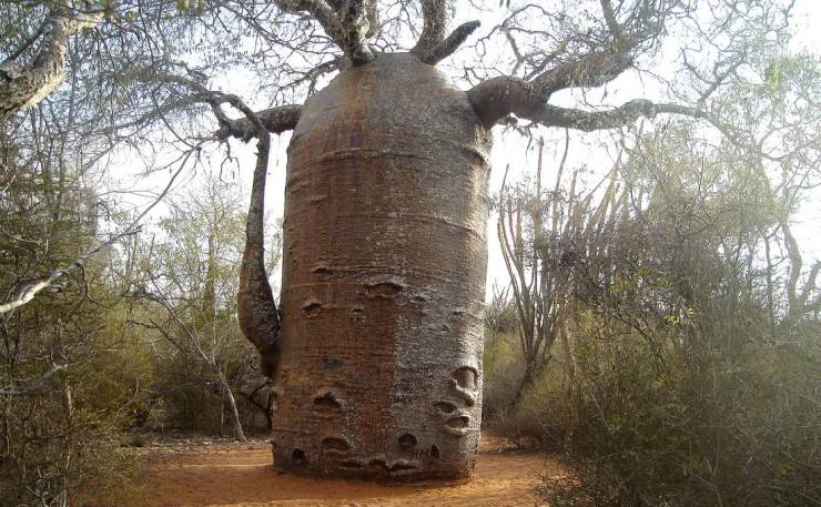 funny images - baobab trees