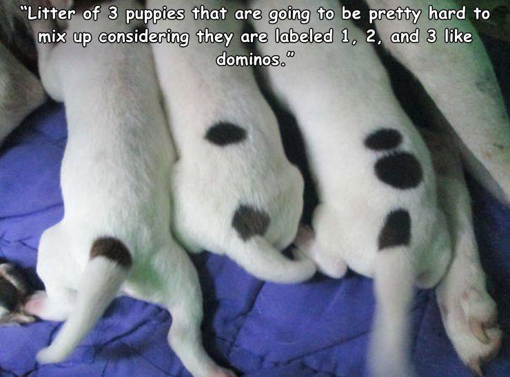 "Litter of 3 puppies that are going to be pretty hard to mix up considering they are labeled 1, 2, and 3 dominos."