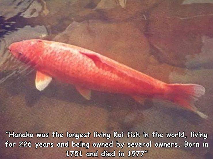 226 year old koi - "Hanako was the longest living Koi fish in the world, living for 226 years and being owned by several owners. Born in 1751 and died in 1977"