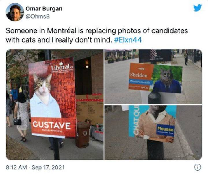 presentation - Omar Burgan Someone in Montral is replacing photos of candidates with cats and I really don't mind. Liberal Sheldon Chat Qui Gustave Mousse 0