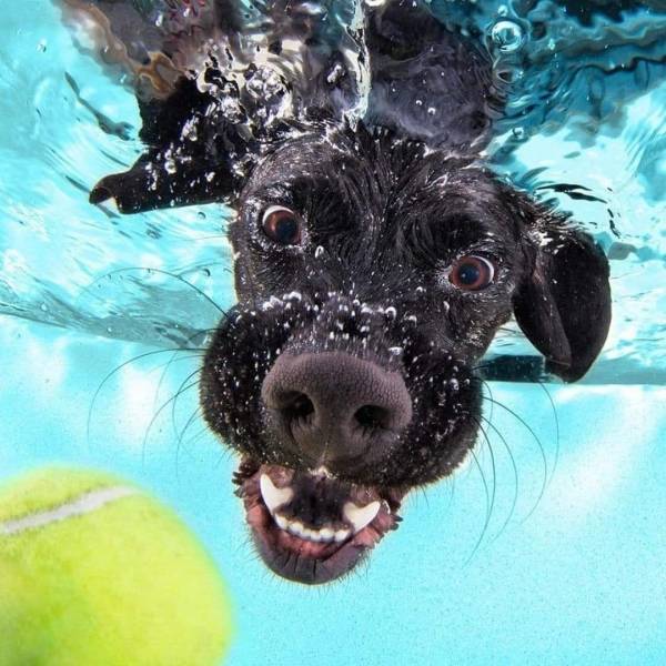 dogs under water - c