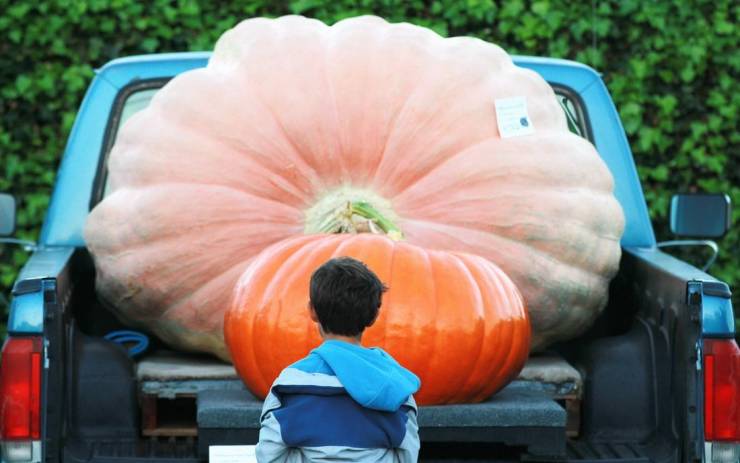 funny photos - hilarious - prize winning pumpkin
