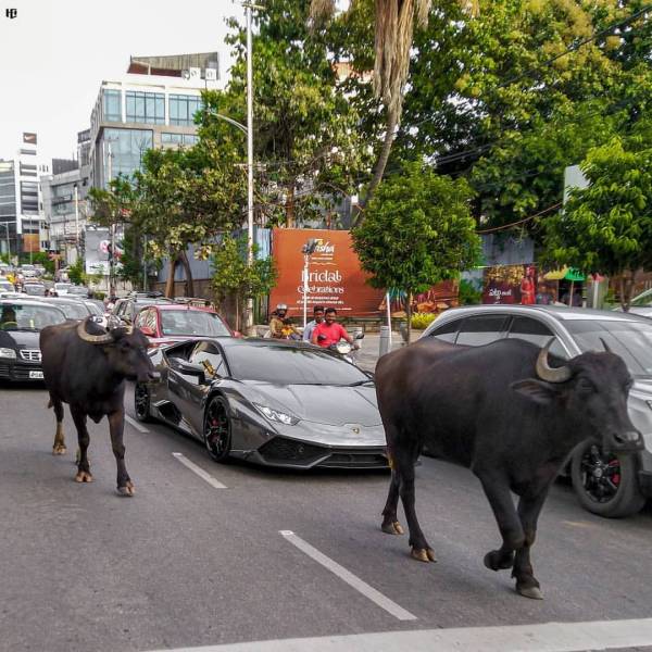 funny photos - hilarious - lamborghini blocked by buffaloes - irical Ce