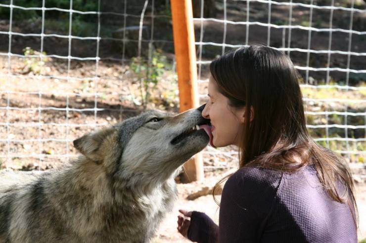 funny photos - hilarious - wolves licking face
