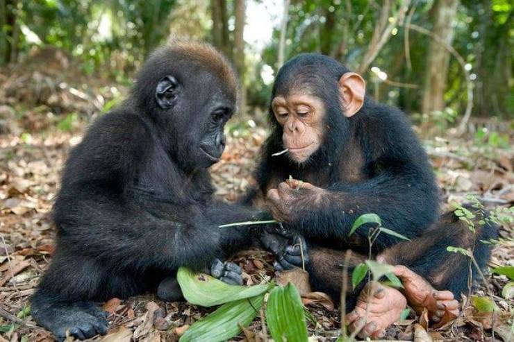 funny photos - hilarious - gorilla and chimpanzee