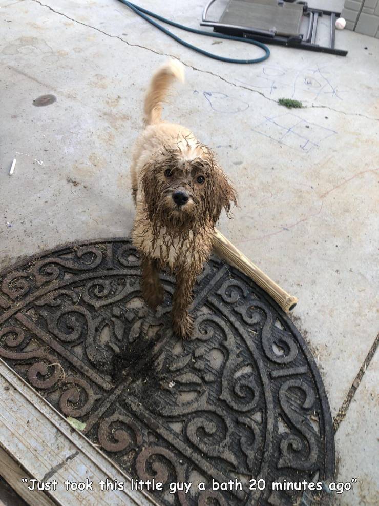 funny photos - hilarious - dog - So Sa "Just took this little guy a bath 20 minutes ago