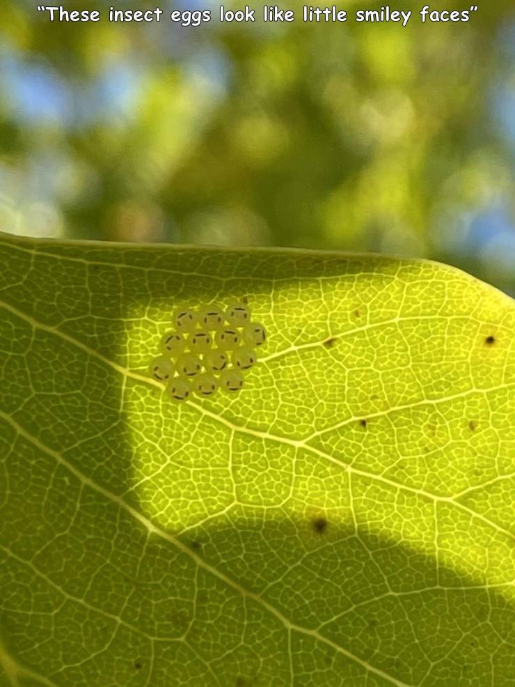 funny photos - hilarious - leaf - "These insect eggs look little smiley faces"