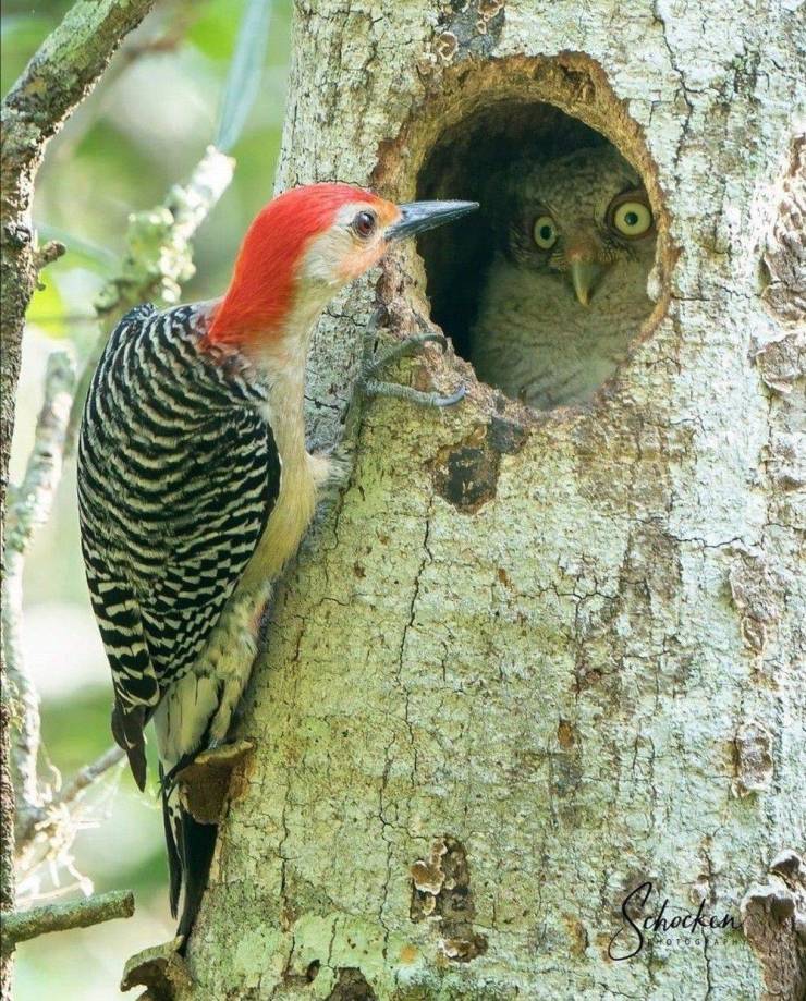 woodpecker - 40 o