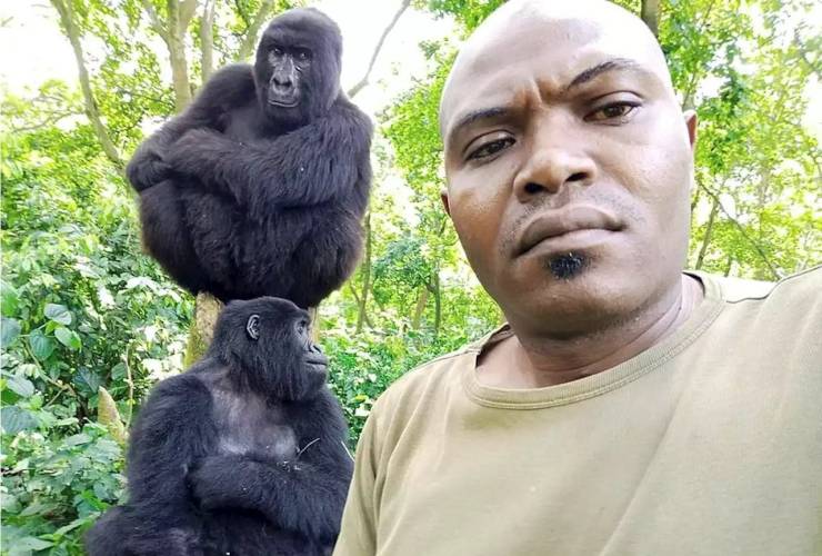 gorillas pose