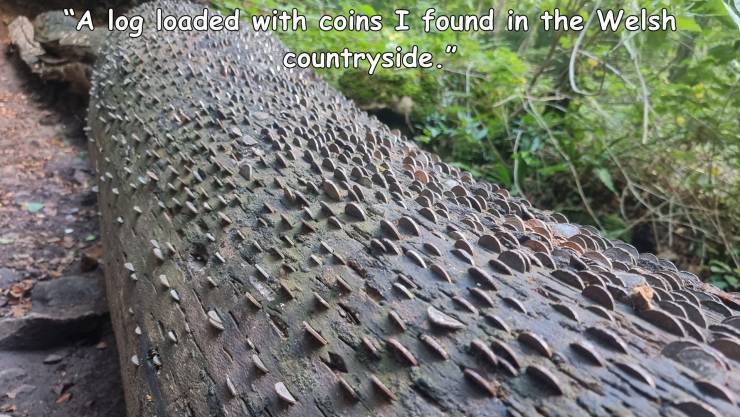 rock - A log loaded with coins I found in the Welsh countryside."