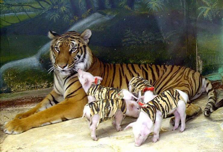 cool random pics - tiger with piglets