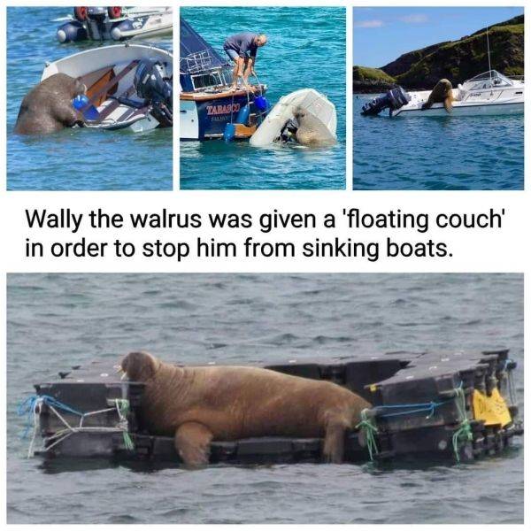 cool random pics - wally the walrus floating couch - Tarasco Wally the walrus was given a 'floating couch' in order to stop him from sinking boats.