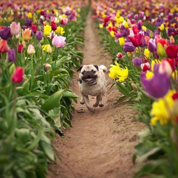 pug in flowers
