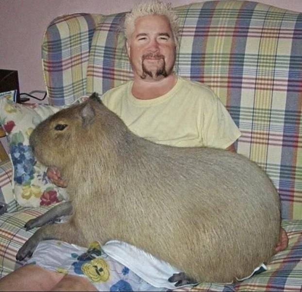 big capybara - Ce