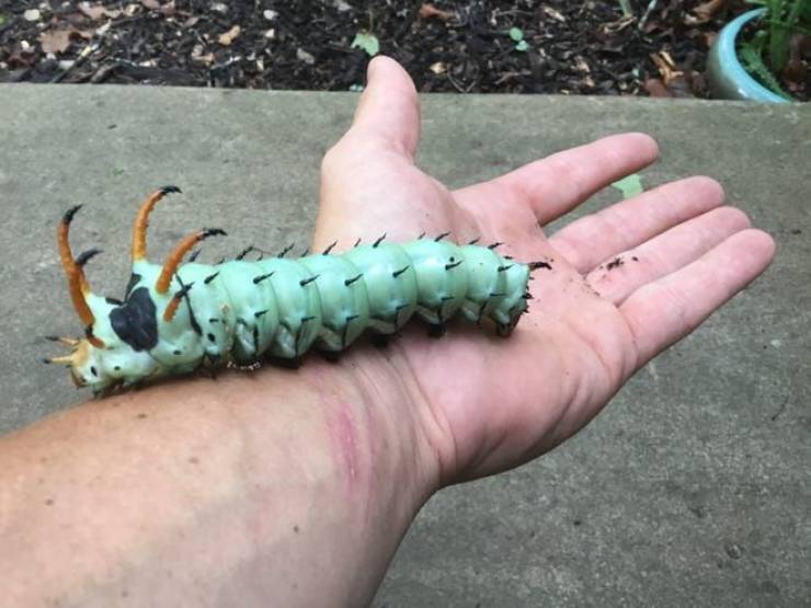 monday pics to get your fix - hickory horned devil