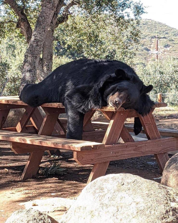 monday pics to get your fix - bear on picnic table
