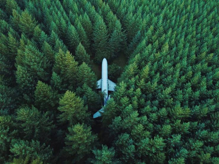 funny pics - cool randoms - plane in forest