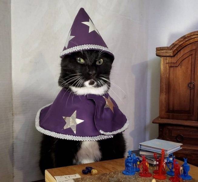 funny pics - cool randoms - wizard cat meme