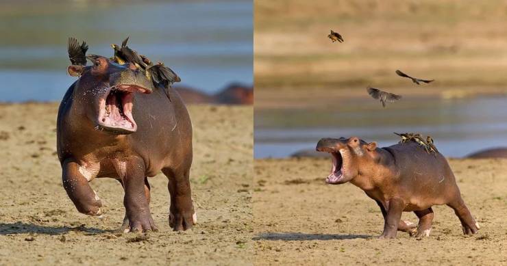 funny pics - fun randoms - baby hippo