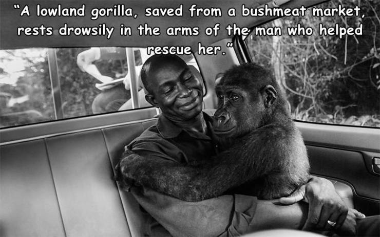 funny pics - fun randoms - cross river gorilla - "A lowland gorilla, saved from a bushmeat market, rests drowsily in the arms of the man who helped rescue her."