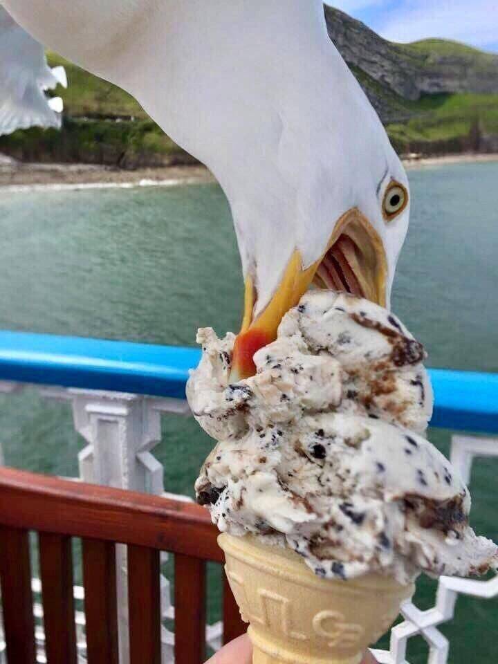 funny pics - fun randoms - seagull steals ice cream