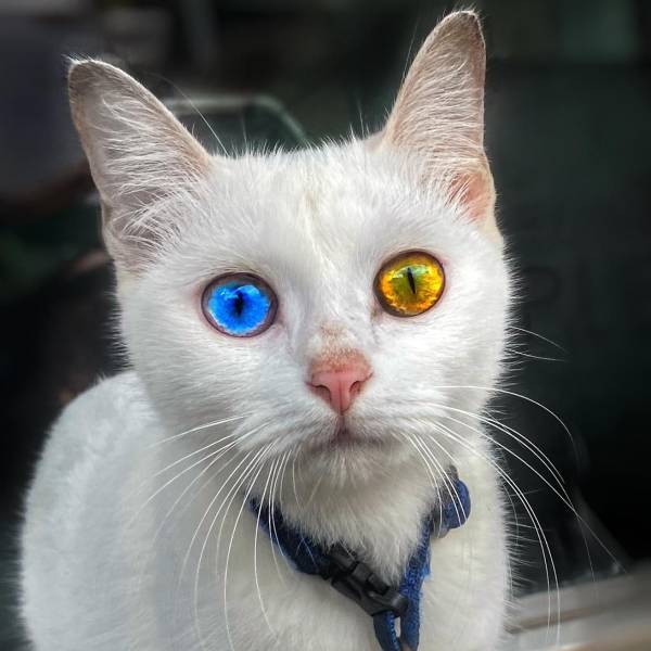 awesome pics to enjoy - white cat with two different colored eyes