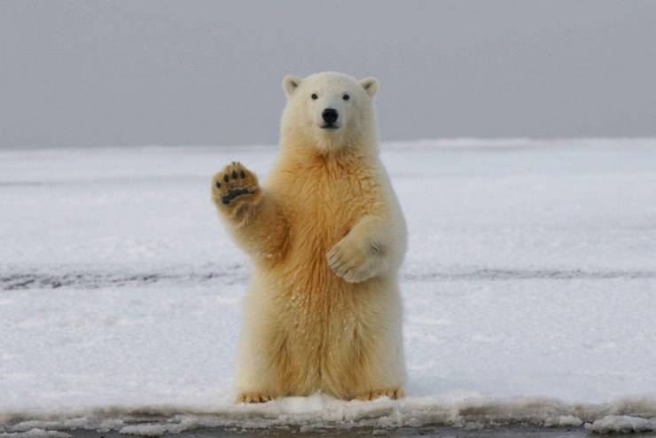 awesome pics to enjoy - polar bear