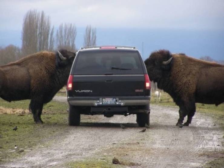bison size