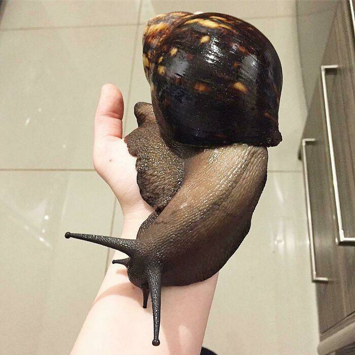 big pet snail