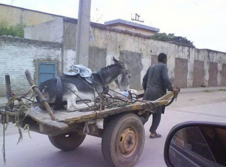 funny pics - funny donkey cart