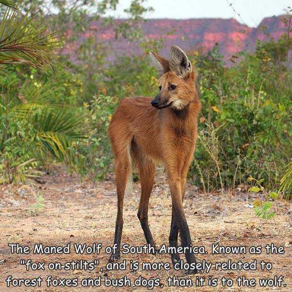 cool photos - fun randoms - strange animals you never knew existed - The Maned Wolf of South America. Known as the "fox on stilts", and is more closely related to forest foxes and bush dogs, than it is to the wolf.