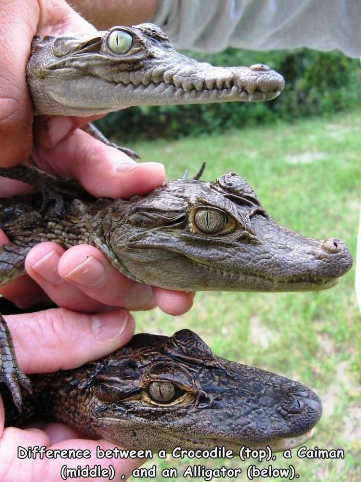 cool photos - images - fun pics - difference between alligator and crocodile - Difference between a Crocodile top, a Caiman middle. and an Alligator below. 0