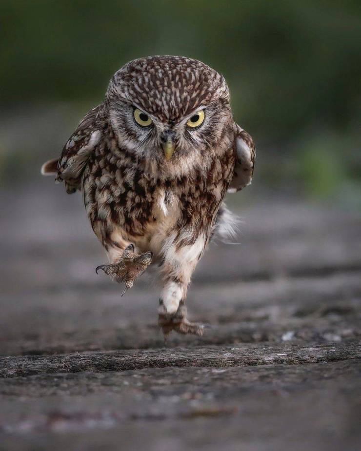 cool photos - images - fun pics - determined owl