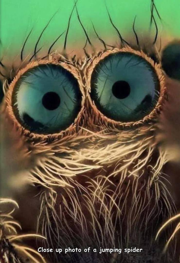 cool photos - images - fun pics - eyes spider close up - Close up photo of a jumping spider