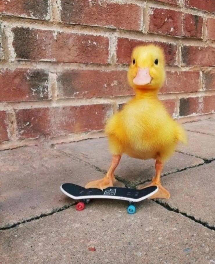 cool photos - images - fun pics - swaggy duck
