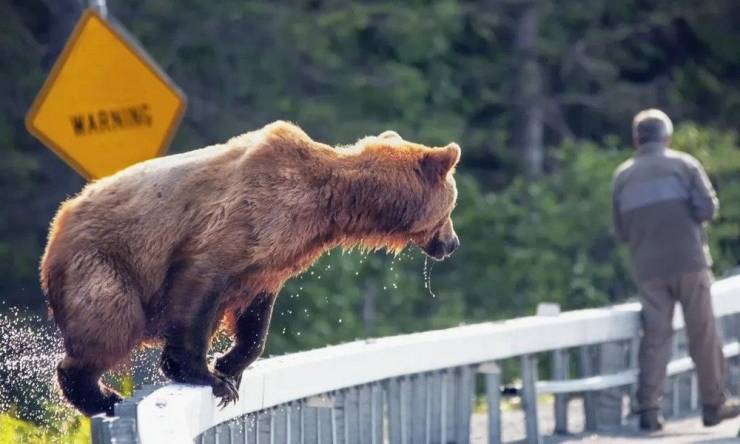 funny photos - fun randoms - bear is the most dangerous - Warning