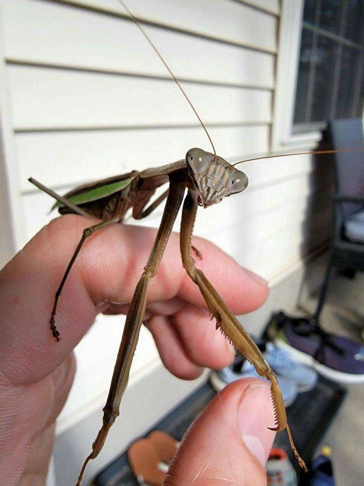 funny photos - fun randoms - mantis