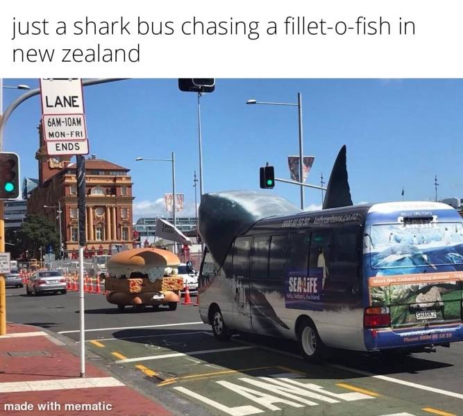 finally a worthy opponent memem - just a shark bus chasing a filletofish in new zealand Lane 6AM10AM MonFri Ends $ Sealife ded Posso made with mematic