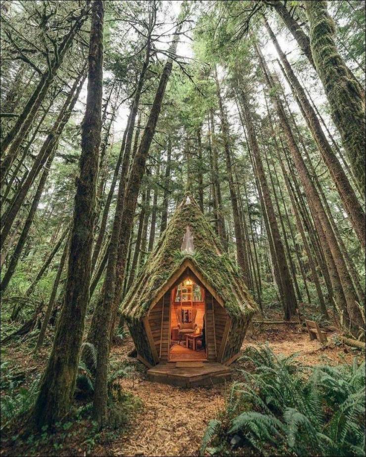 cool random pics - little cottage in the woods